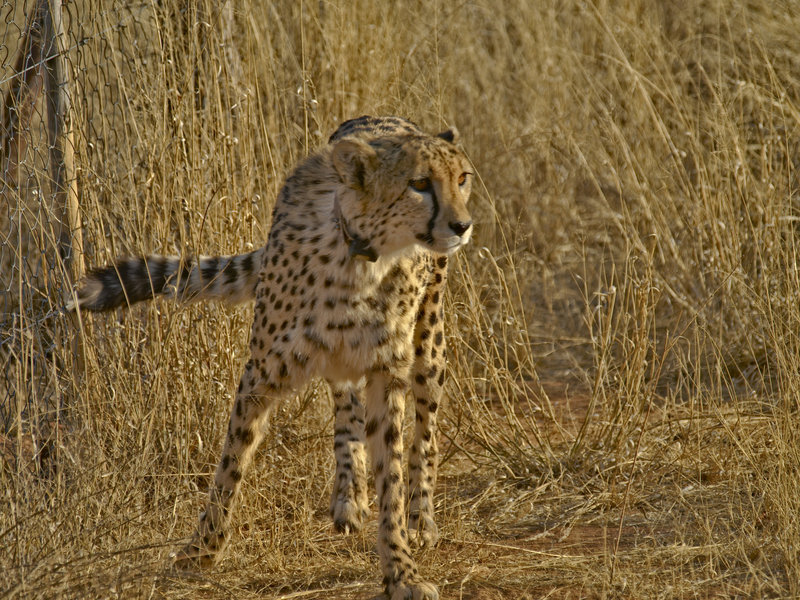 Cheetah, Okonjima